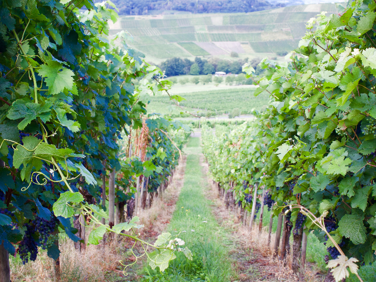 WeinhotelVeldenz-Presentatie-02-018