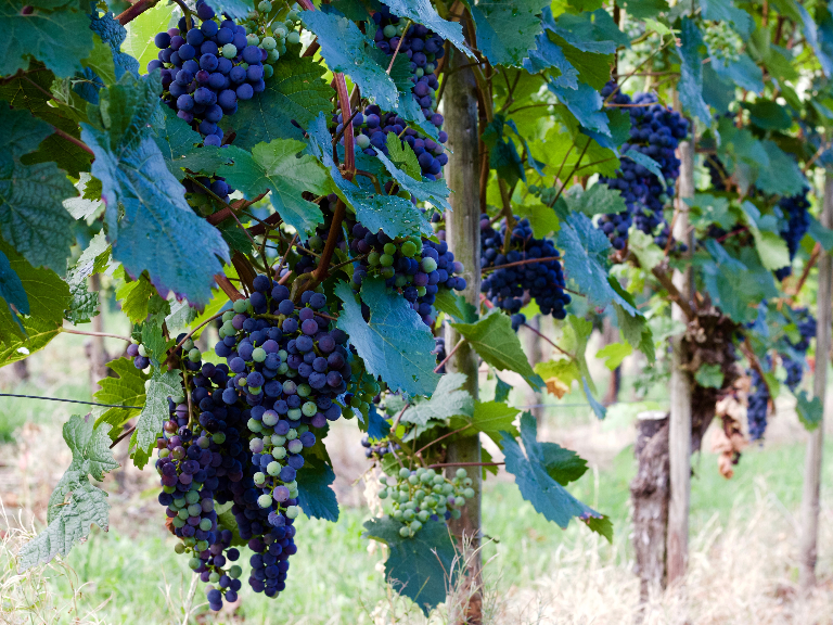 WeinhotelVeldenz-Presentatie-02-019